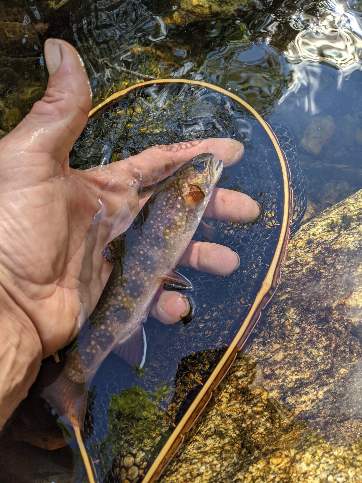 The Speck - 6.5x10" Hoop